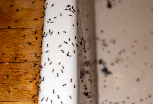 Best Pest Prevention Services  in Rosebud, TX