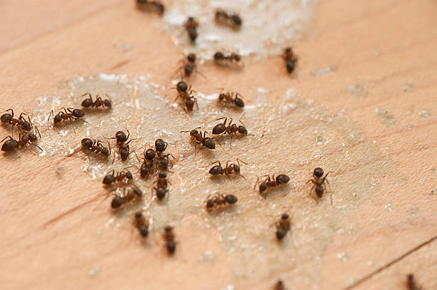 Best Pest Prevention Services  in Rosebud, TX