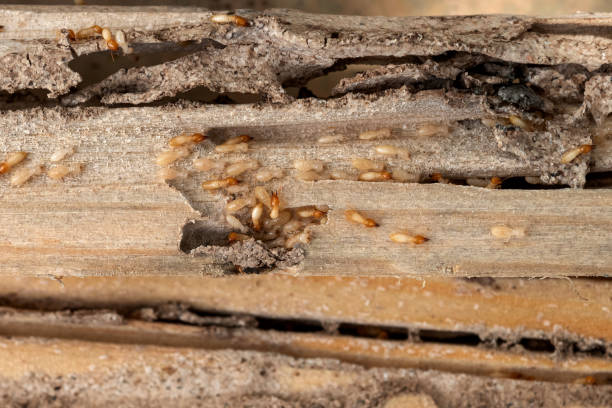 Best Pest Control Treatment  in Rosebud, TX